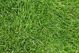 Kentucky 31 K31 Tall Fescue Grass Seed by Eretz – Choose Size! State Certified, No fillers, No Weed or Other Crop Seeds (3lbs)