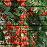 OldMacDonald Deer and Animal Fence Barrier Netting (55gr/sq m.) 7.5′ x 100′ (2.3m x 30m) (mesh 19x19mm)