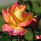 Black Rose Plant Live for Indoor Outdoor Planting Starter Plant, Black Rose Bush Live Plant Roses Shrub Outdoor, Fragrant Rose Flowers Tree Plant