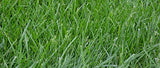 Kentucky 31 K31 Tall Fescue Grass Seed by Eretz – Choose Size! State Certified, No fillers, No Weed or Other Crop Seeds (3lbs)
